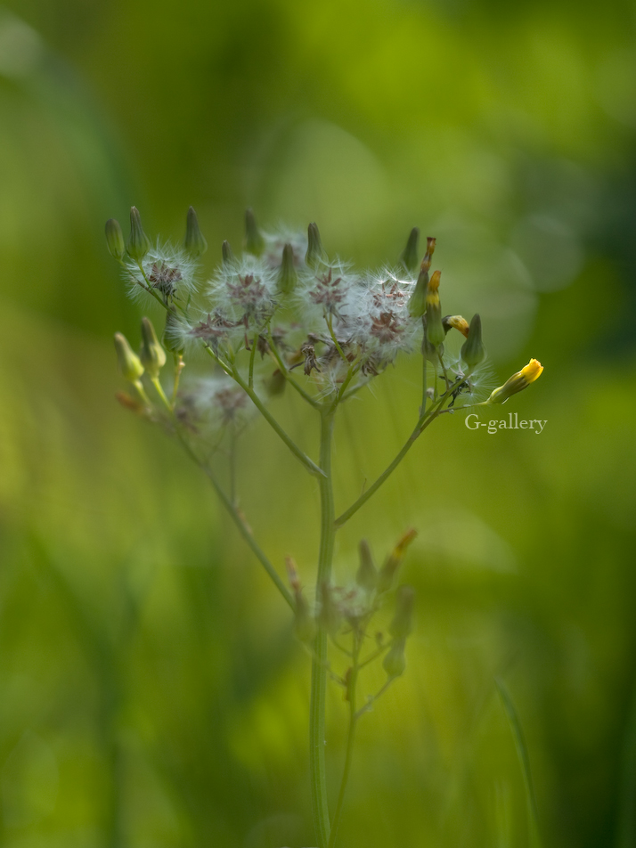P1010755-L10.jpg