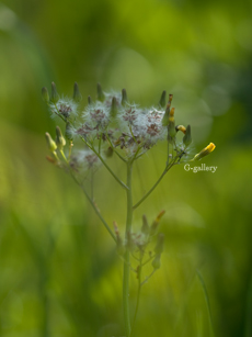 P1010755-L10m.jpg