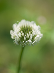 P1010789-L10m.jpg