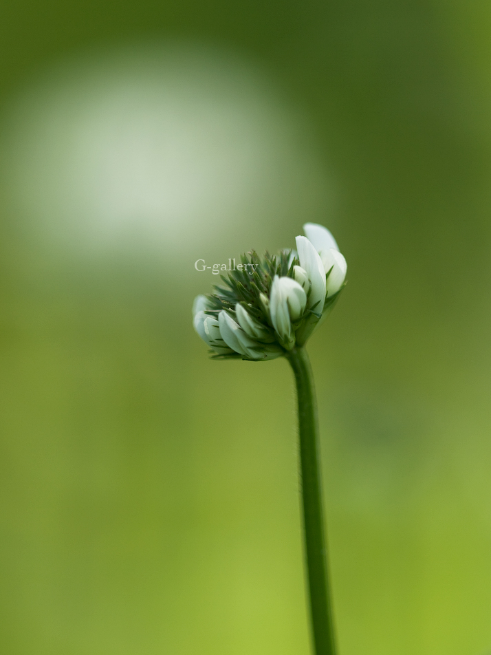 P1010794-L10.jpg