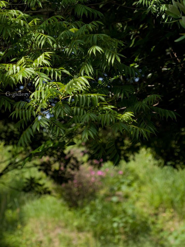 P1010855-L10.jpg