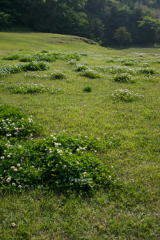 P1010950-L10m.jpg