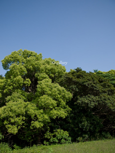 P1010953-L10m.jpg