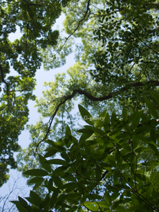 P1010974-L10m.jpg