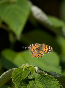 P1010985-L10m.jpg
