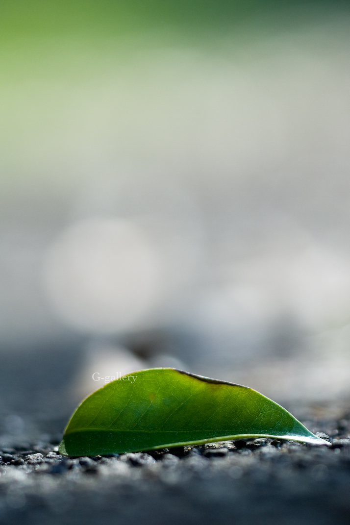 P1020020-L10.jpg