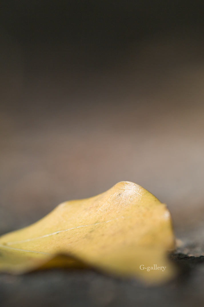 P1020034-L10.jpg
