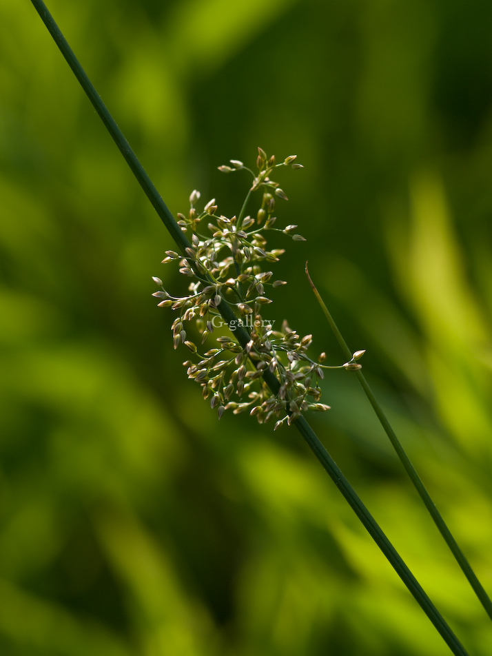 P1020040-L10.jpg