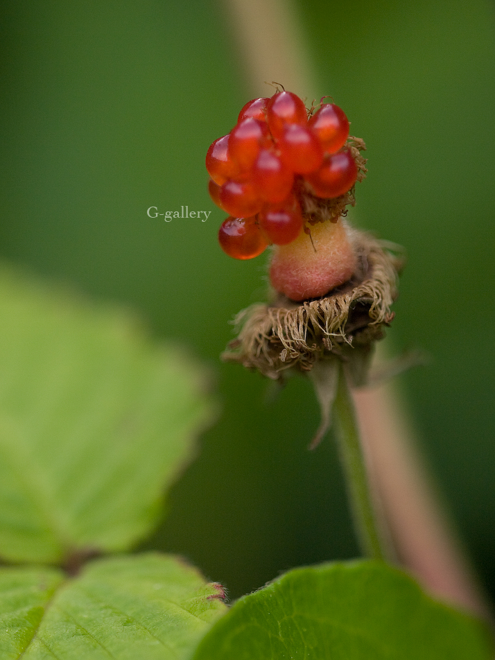 P1020122_L10.jpg