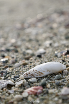 P1020589-L10m.jpg