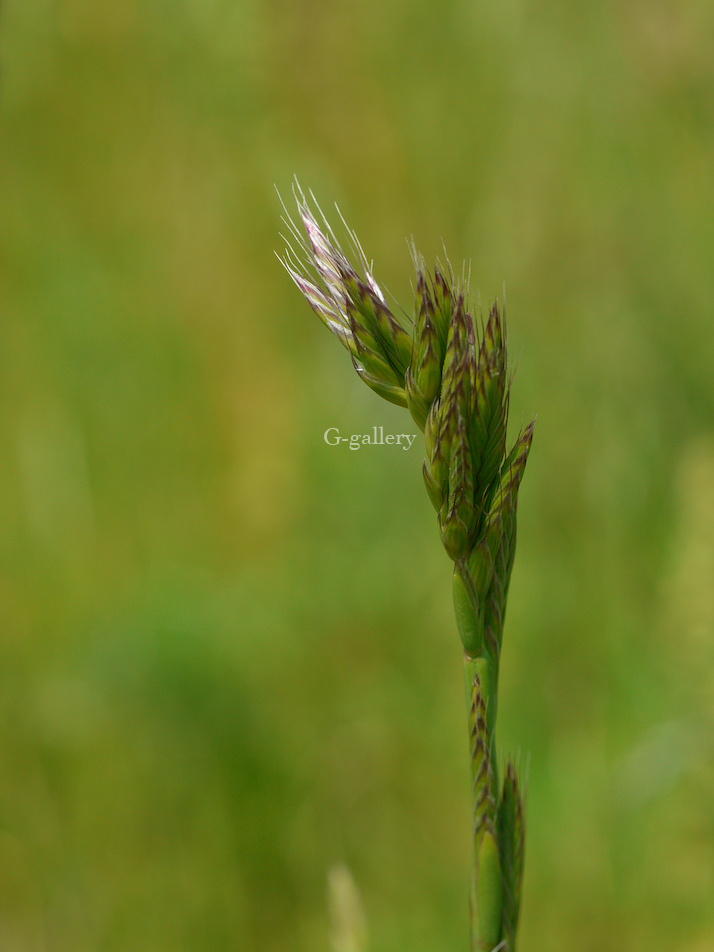 P1020850-L10.jpg