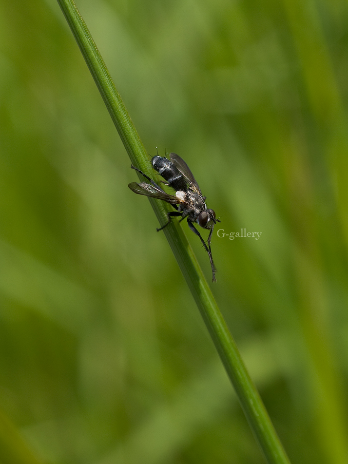 P1020919_L10.jpg