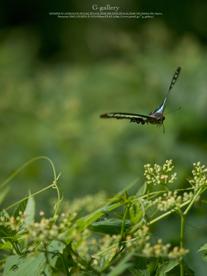 P1060368_L10.jpg