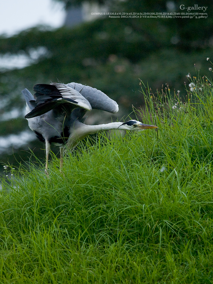 P1060619_L10.jpg