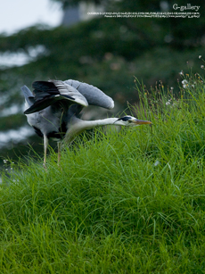 P1060619_L10m.jpg