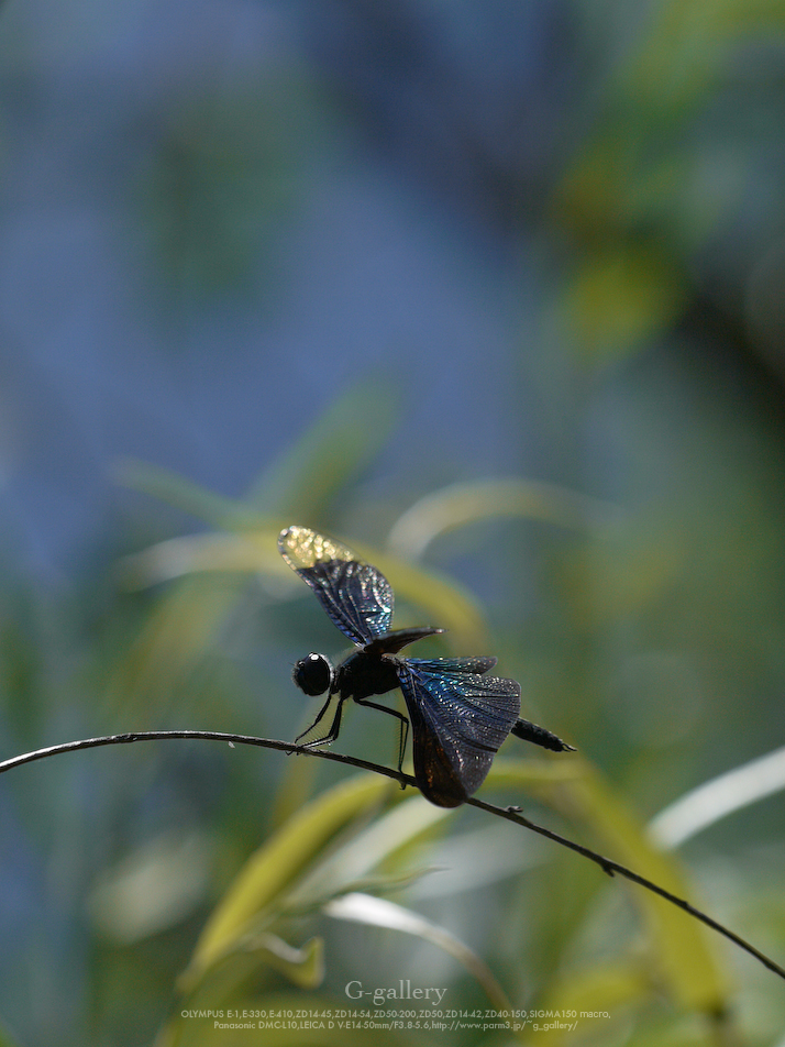 P1060700_L10.jpg