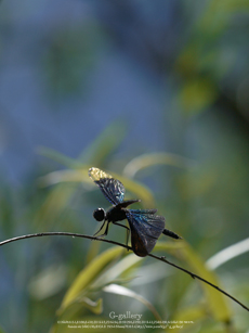 P1060700_L10m.jpg