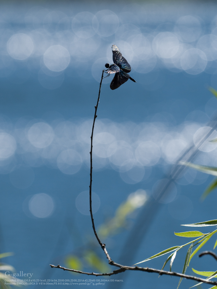 P1060737_L10.jpg