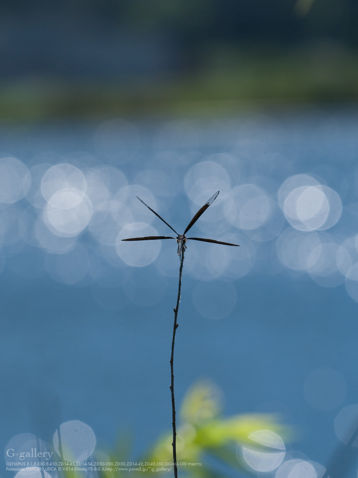 P1060738_L10.jpg