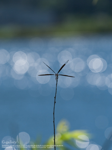 P1060738_L10m.jpg