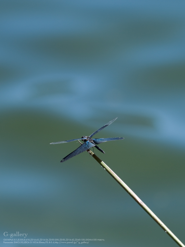 P1060796_L10.jpg