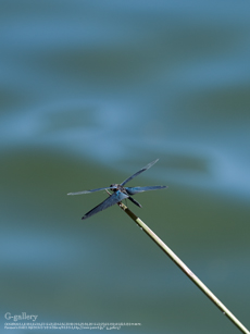 P1060796_L10m.jpg