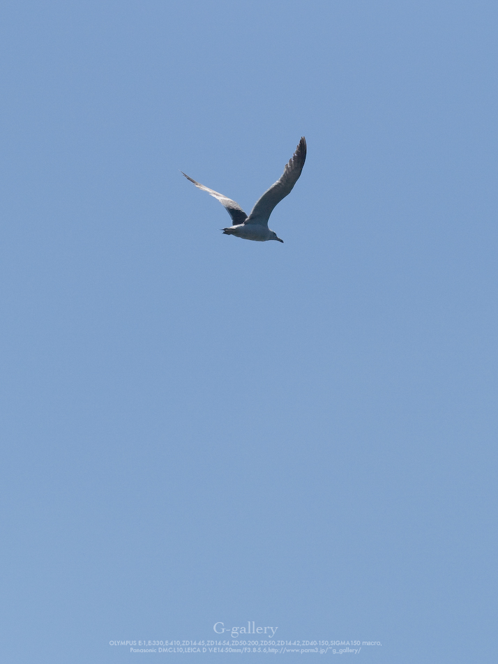P1060948_L10.jpg
