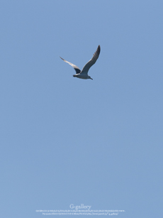 P1060948_L10m.jpg