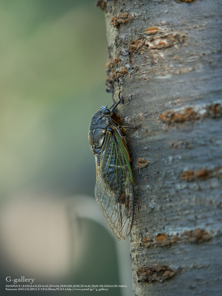 P1060960-L10.jpg