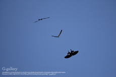 P1060986-L10m.jpg