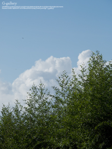P1060999-L10m.jpg