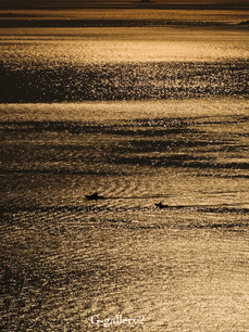 P1065959-3LR.jpg