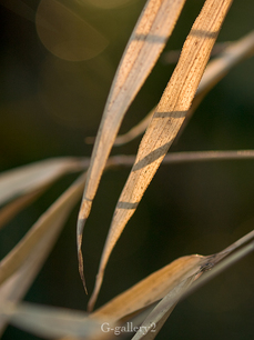 P1066284_LR2.jpg