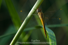 P1070014-L10m.jpg