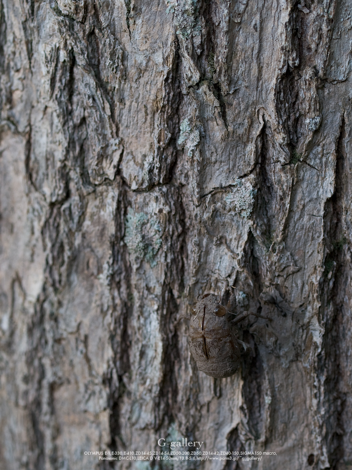 P1070108-1.jpg