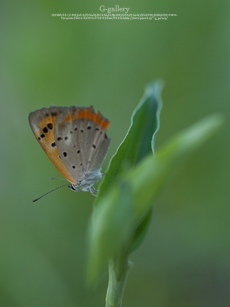 P1070197-1m.jpg