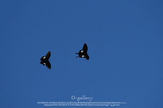 P1070313-1m.jpg