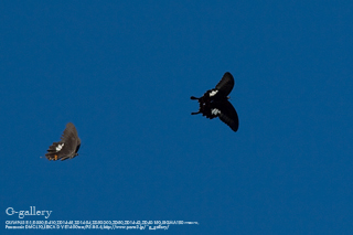 P1070314-1m.jpg