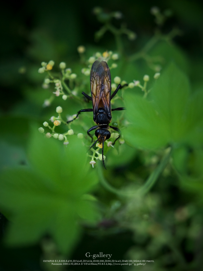P1070460-1.jpg