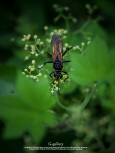 P1070460-1m.jpg
