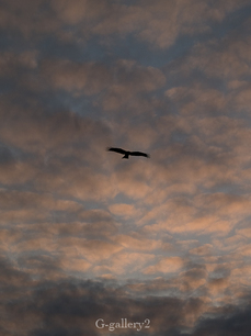 P1126460-3LR.jpg