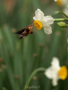 P1136452_os2.jpg