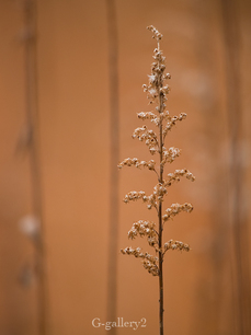 P2246911-LR.jpg