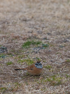 P2246961-LR.jpg