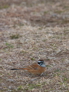 P2246982-LR.jpg