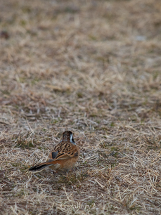 P2246986-LR.jpg