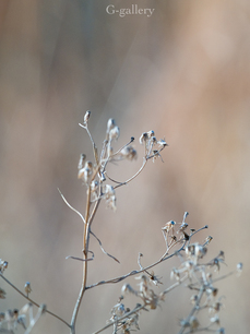 P3107092-LR3.jpg
