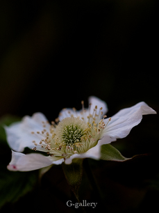 P3157372-LR.jpg