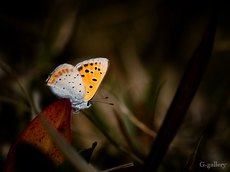 P3207972-LR2.jpg