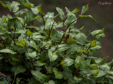 P3290082-LR2.jpg